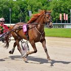 Gewinner im 2 Rennen, Husar mit Michael Schmid, 7.6.2012 Trabrennbahn Gelsenkirchen