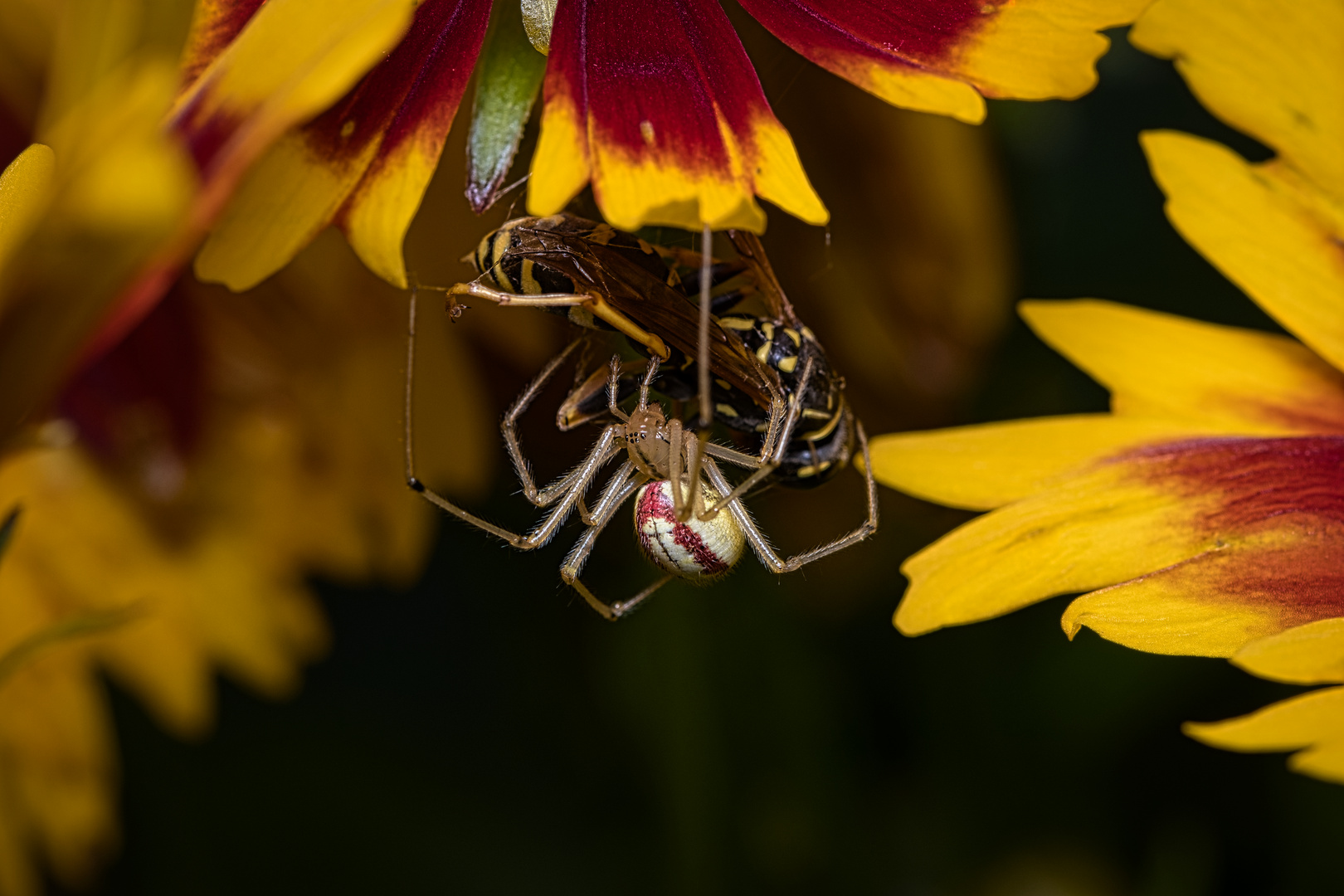 Gewinner war die Spinne