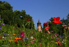 Gewinnerfoto Juli 2012 auf der Insel Mainau-Blumenwiese auf der Insel Mainau