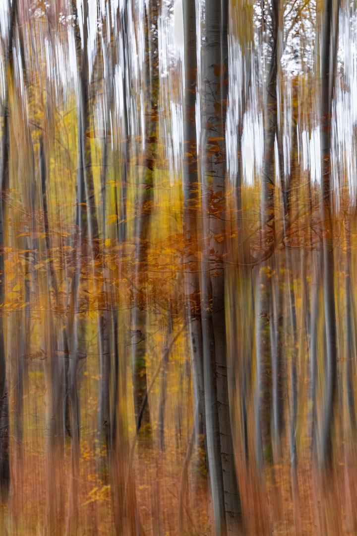 Gewischter und doppelt belichteter Herbstwald