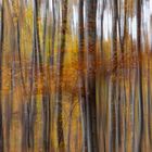 Gewischter und doppelt belichteter Herbstwald