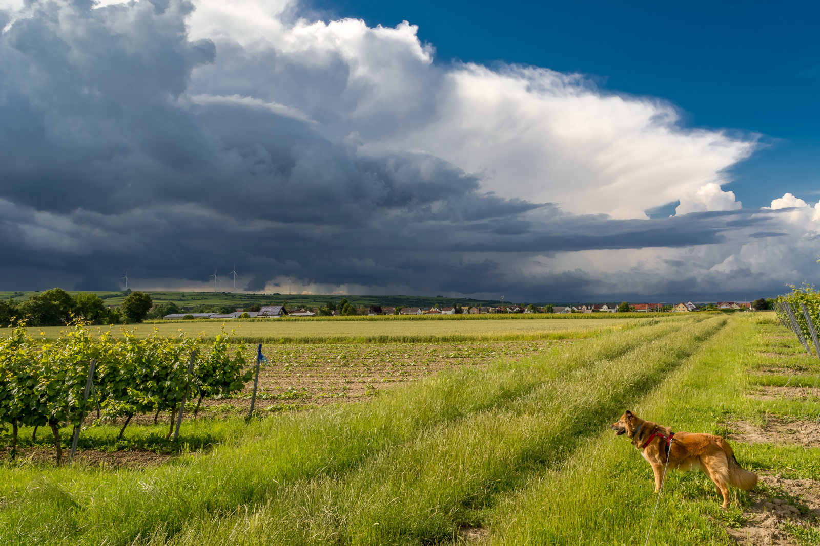 Gewitter