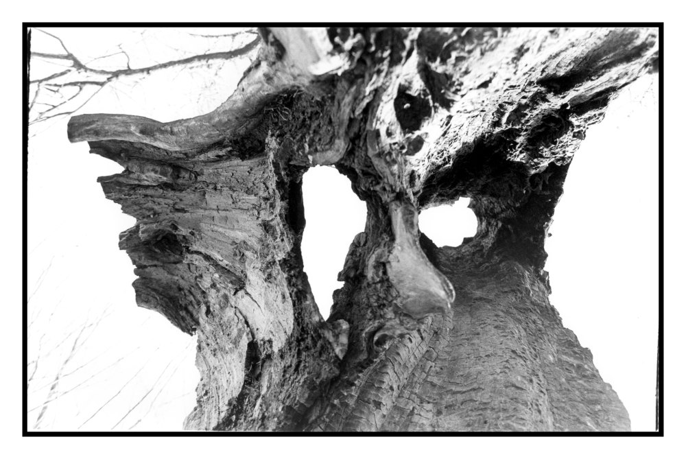 Gewitter-Baum von unten gesehen.