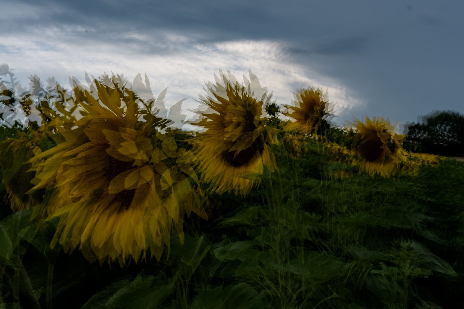 Gewitter bei den Sonnenblumen