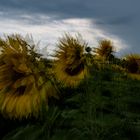 Gewitter bei den Sonnenblumen