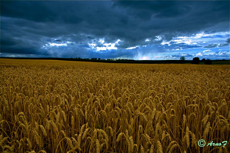 Gewitter-Feld