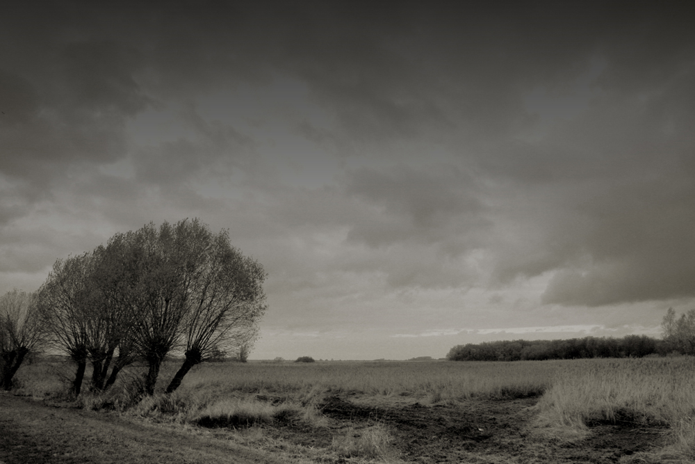 Gewitter im Moor