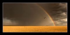 Gewitter in der Masai Mara