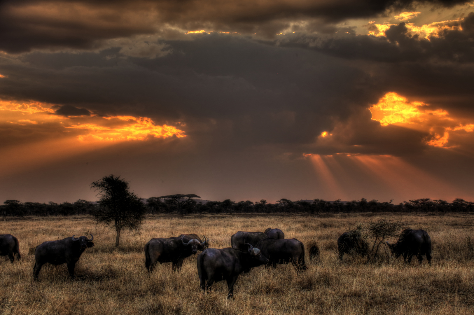 Gewitter in der Serengeti