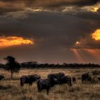 Gewitter in der Serengeti