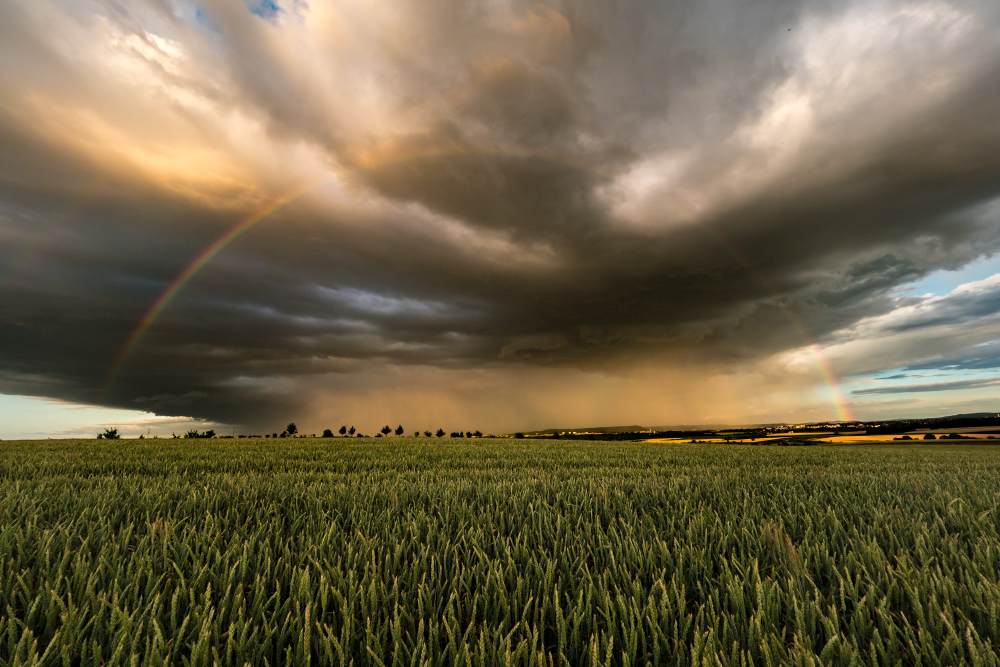 Gewitter mit Regenbogen über Kornfeld