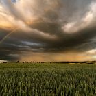 Gewitter mit Regenbogen über Kornfeld