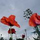 Gewitter-Mohn