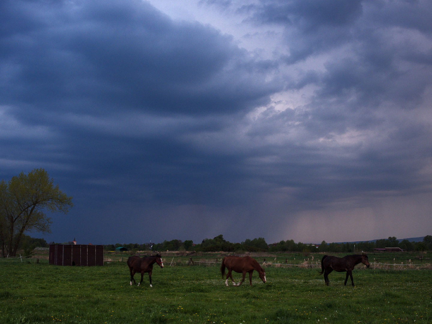 Gewitter-Pferde