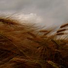 Gewitter-Stimmung