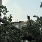 Gewitter Sturm in Tegel 6