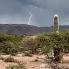 Gewitter über dem Kakteenwald