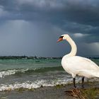 Gewitter über der Insel Reichenau