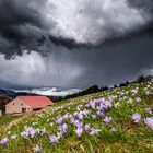 gewitter über der krukuswiesen 