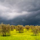 Gewitter über Olivenbäume