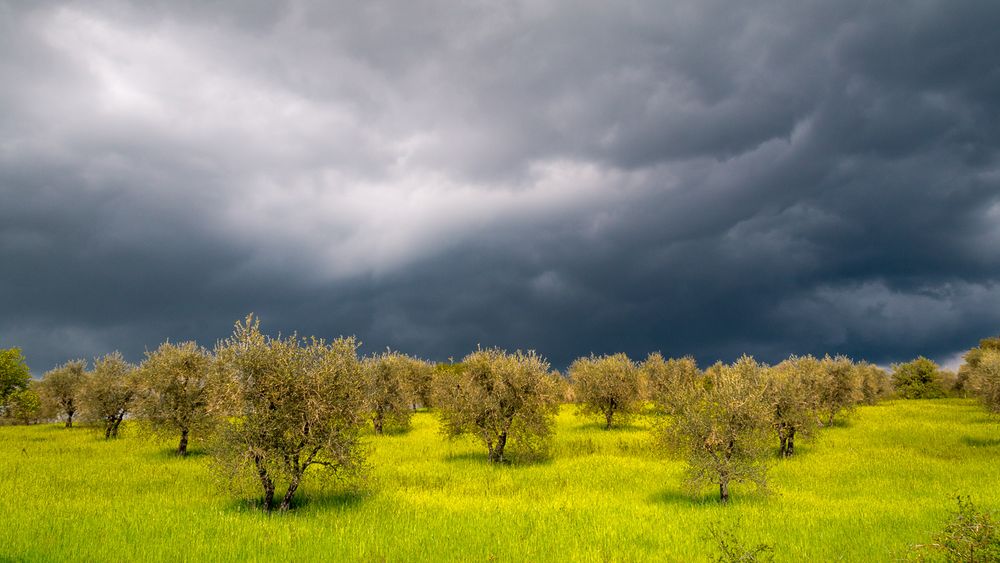 Gewitter über Olivenbäume