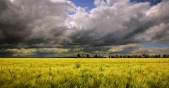 Gewitter über'm Gerstenfeld