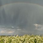 Gewitter zwischen Apfelbäumen