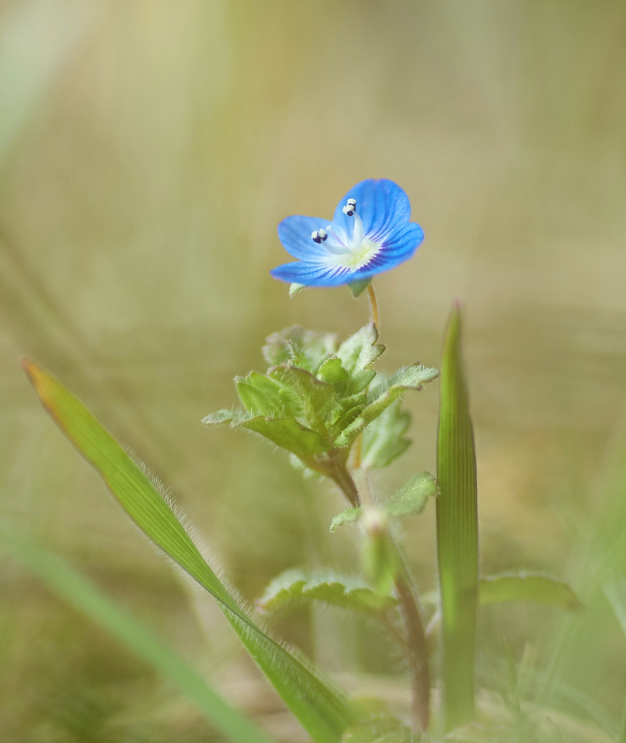 Gewitterblümchen