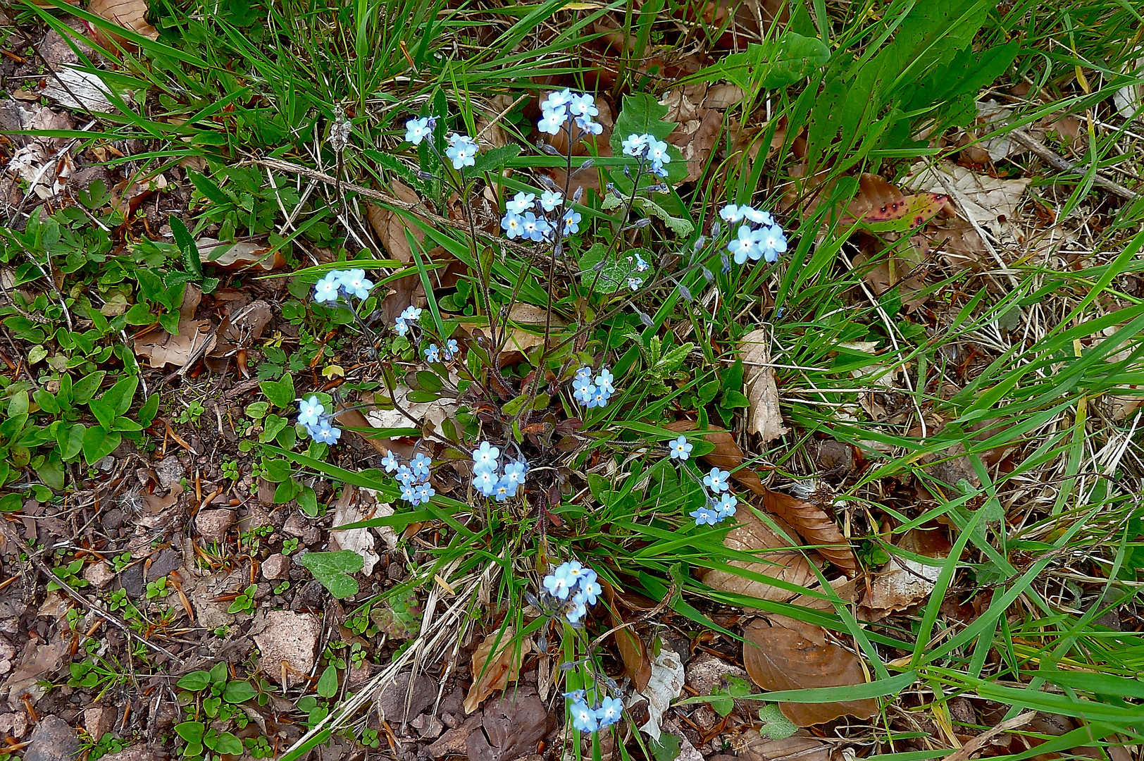 Gewitterblümchen