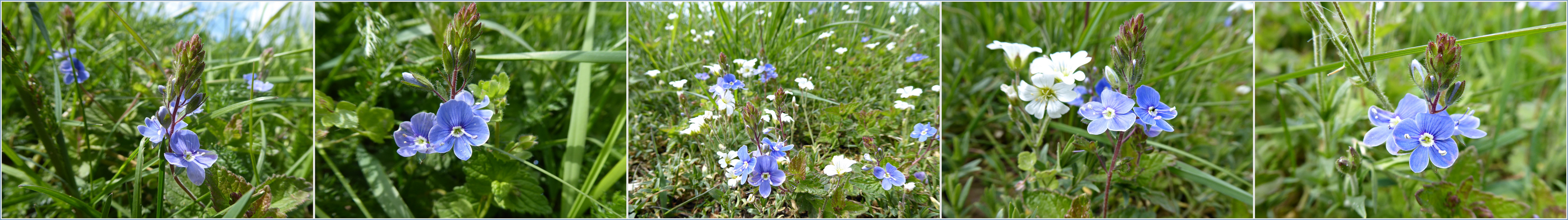 Gewitterblumen