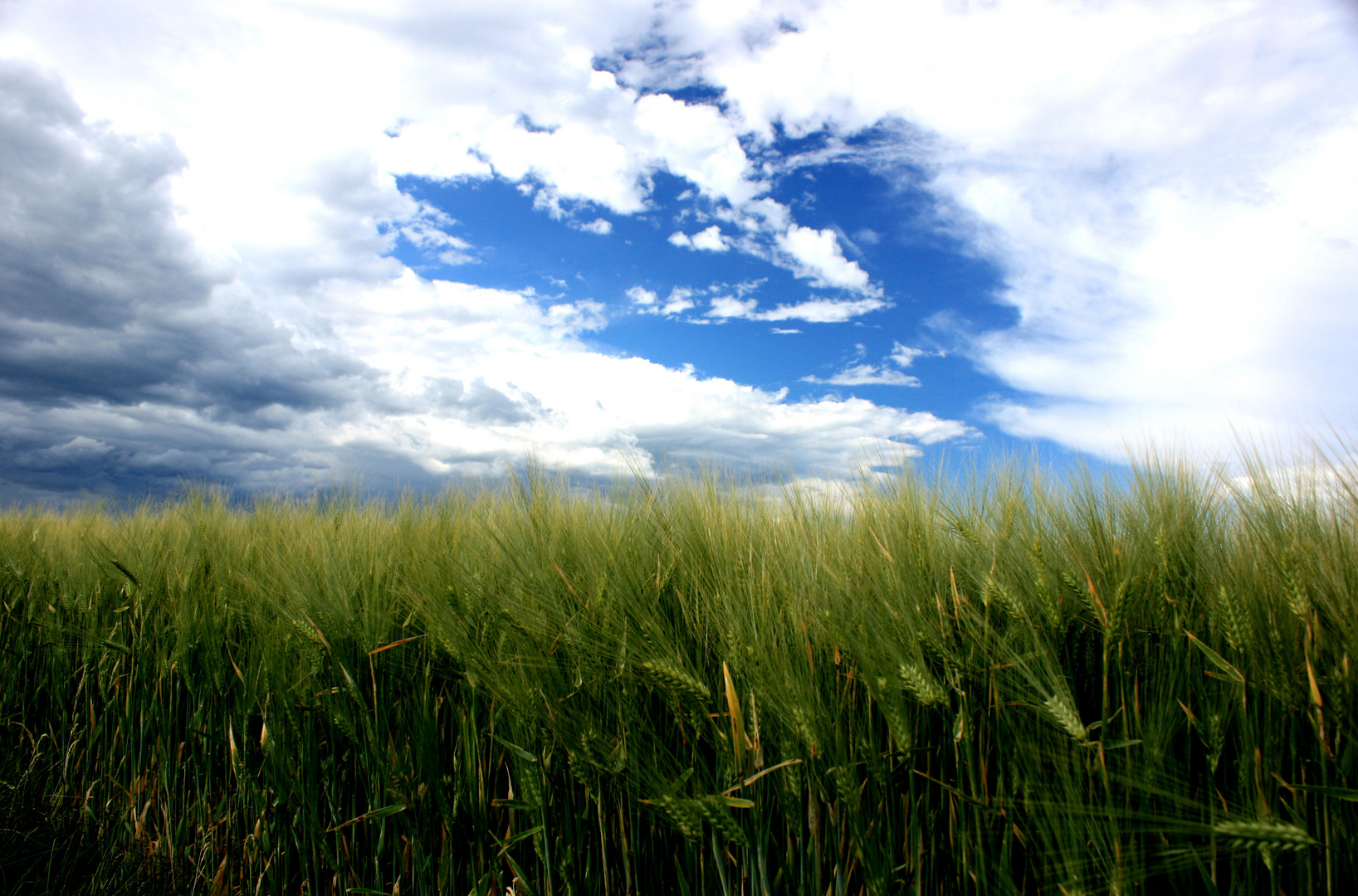 Gewitterhimmel über einem Kornfeld