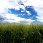 Gewitterhimmel über einem Kornfeld