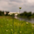 Gewitterstimmung an der Wertach 3