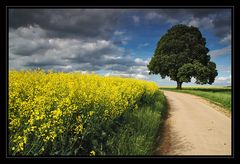 Gewitterstimmung auf dem Feld