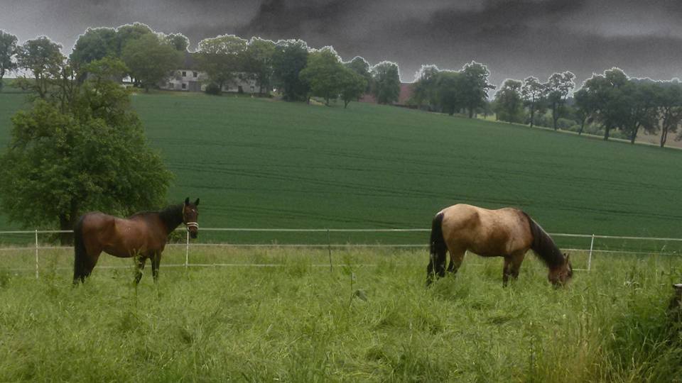 Gewitterstimmung auf der Koppel