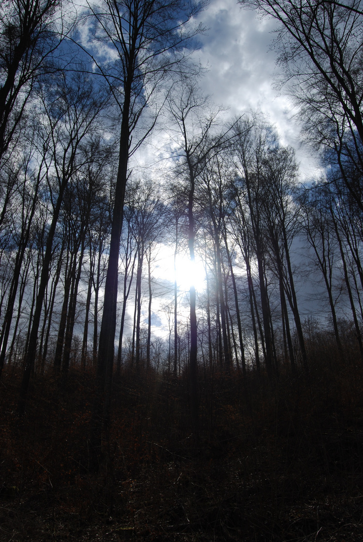 Gewitterstimmung im Wald