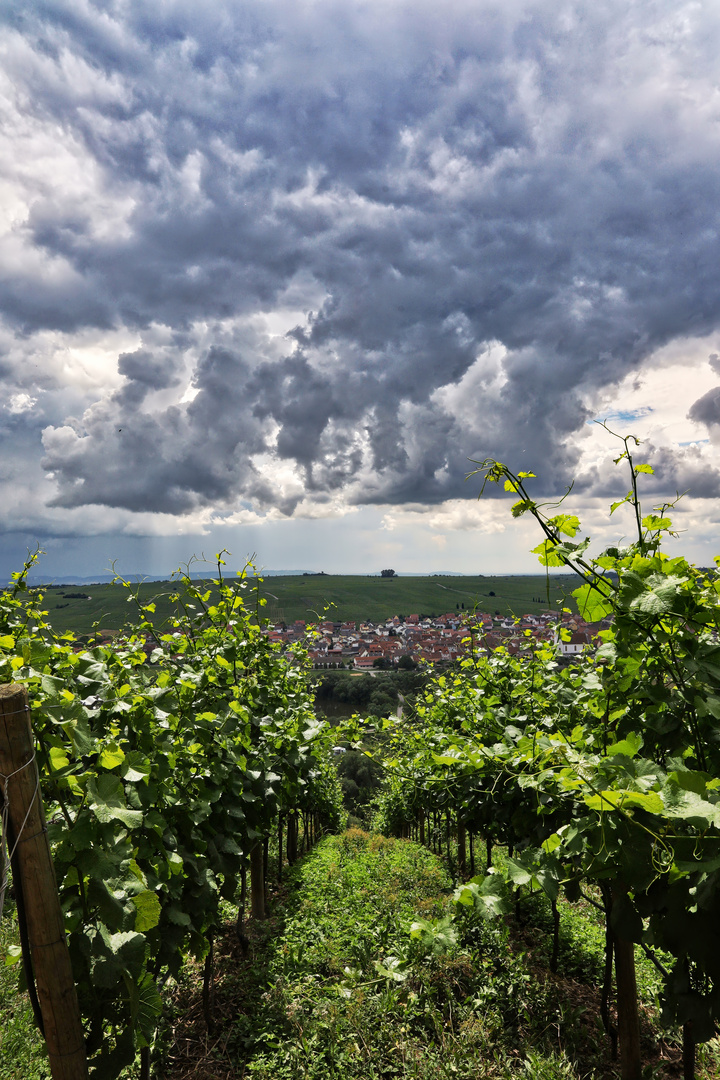 Gewitterstimmung im Weinberg  -  thunderstorm mood in vineyard