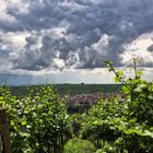 Gewitterstimmung im Weinberg  -  thunderstorm mood in vineyard