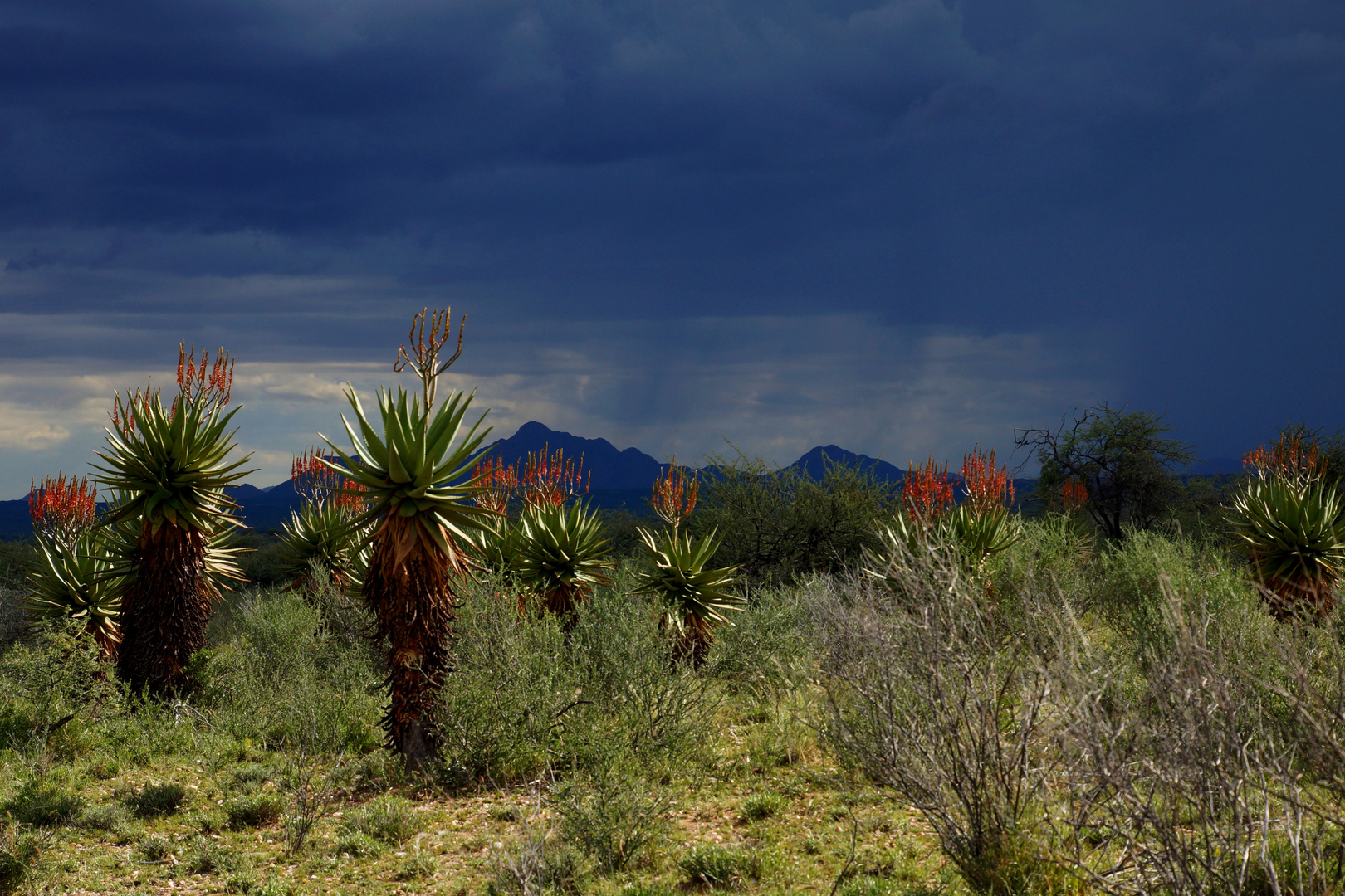 Gewitterstimmung in der Kalahari