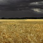 Gewitterstimmung über dem Gerstenfeld