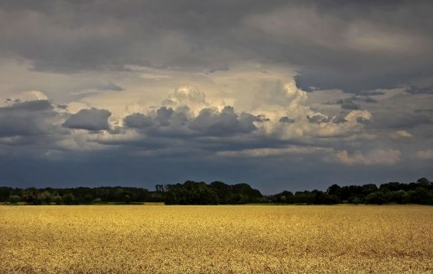 Gewitterstimmung über dem Kornfeld (2)