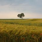 Gewitterstimmung über dem Kornfeld