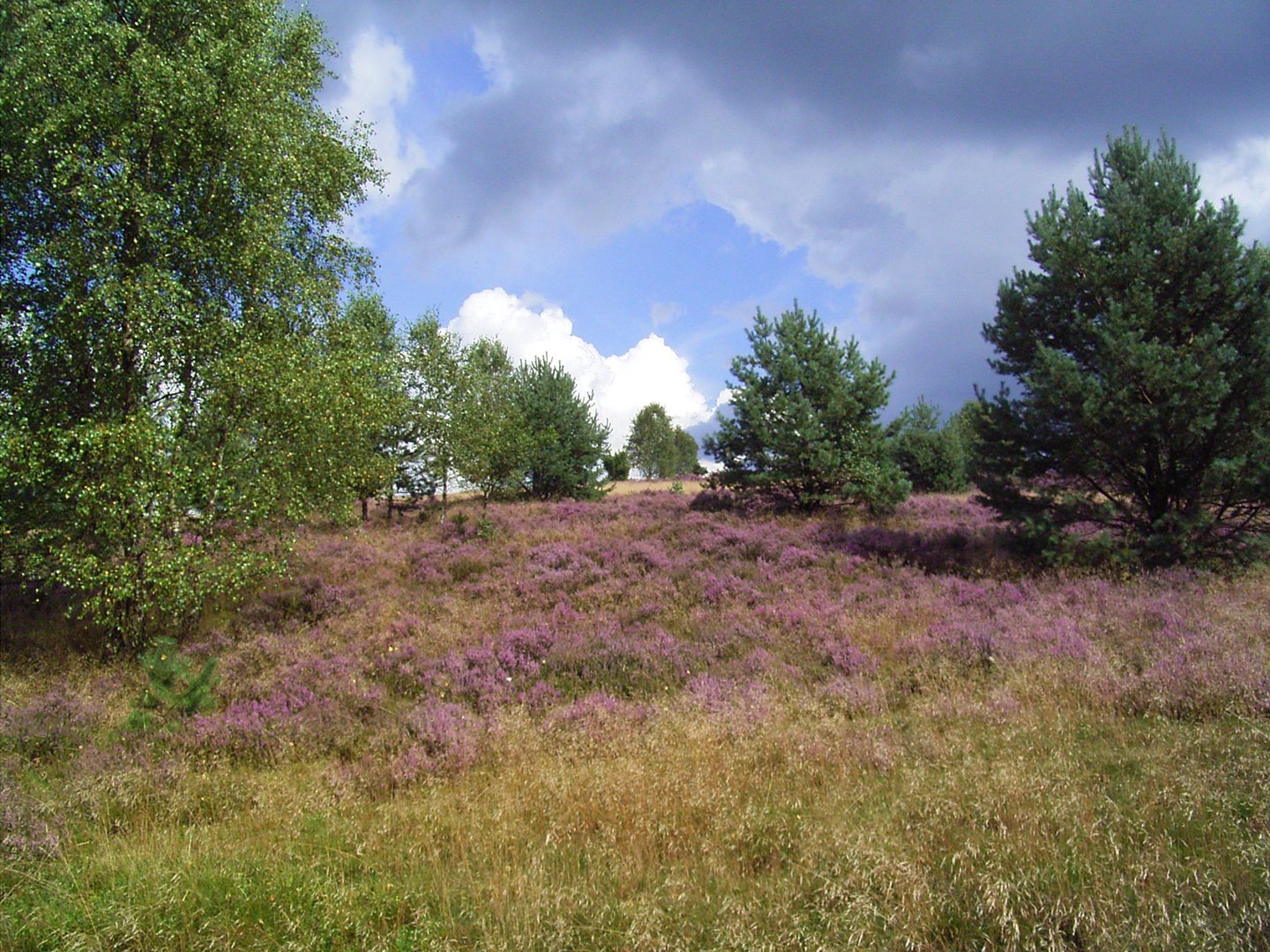 Gewitterstimmung über der Lüneburger Heide