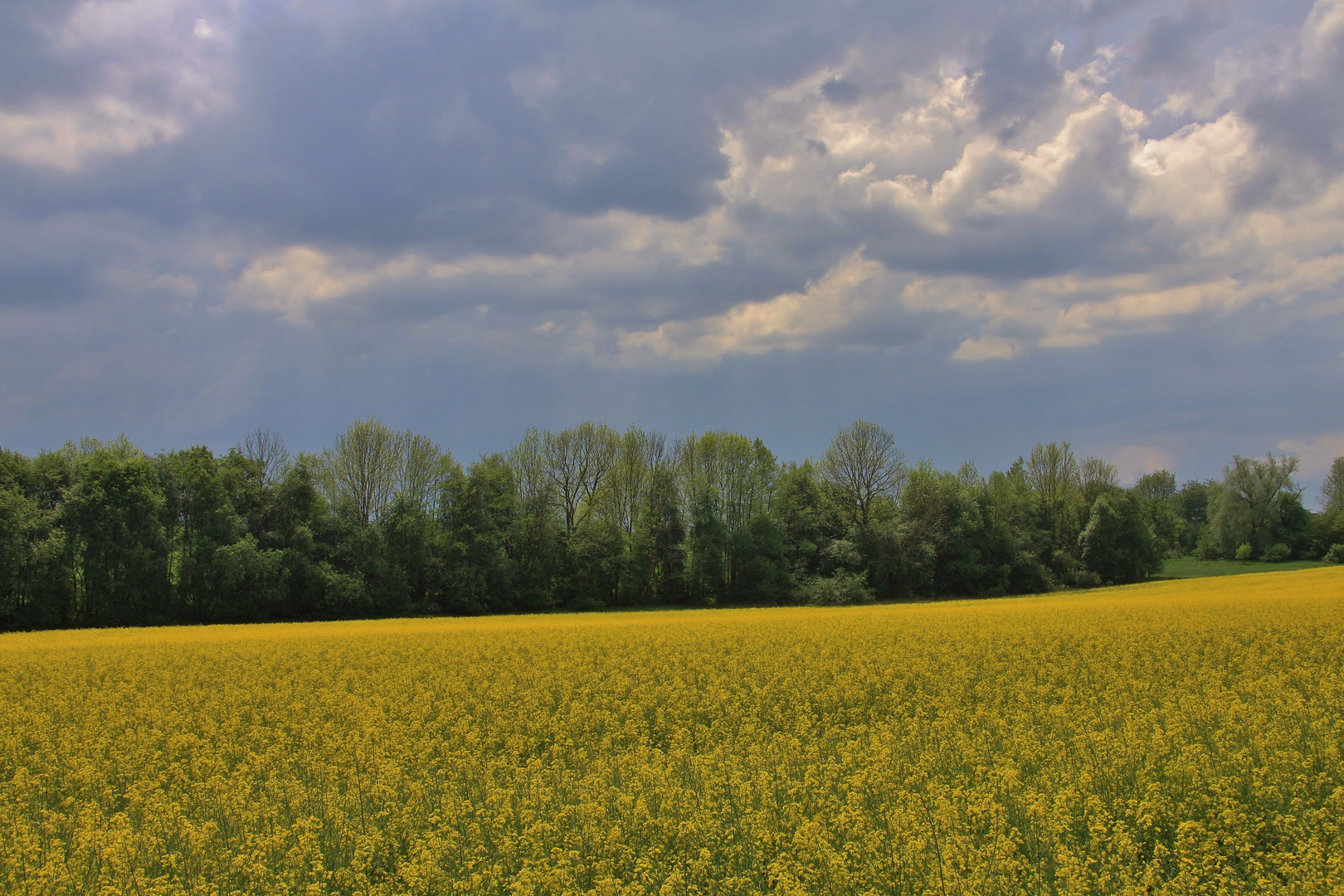 Gewitterstimmung über Rapsfeld