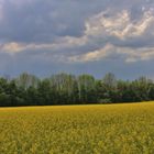 Gewitterstimmung über Rapsfeld