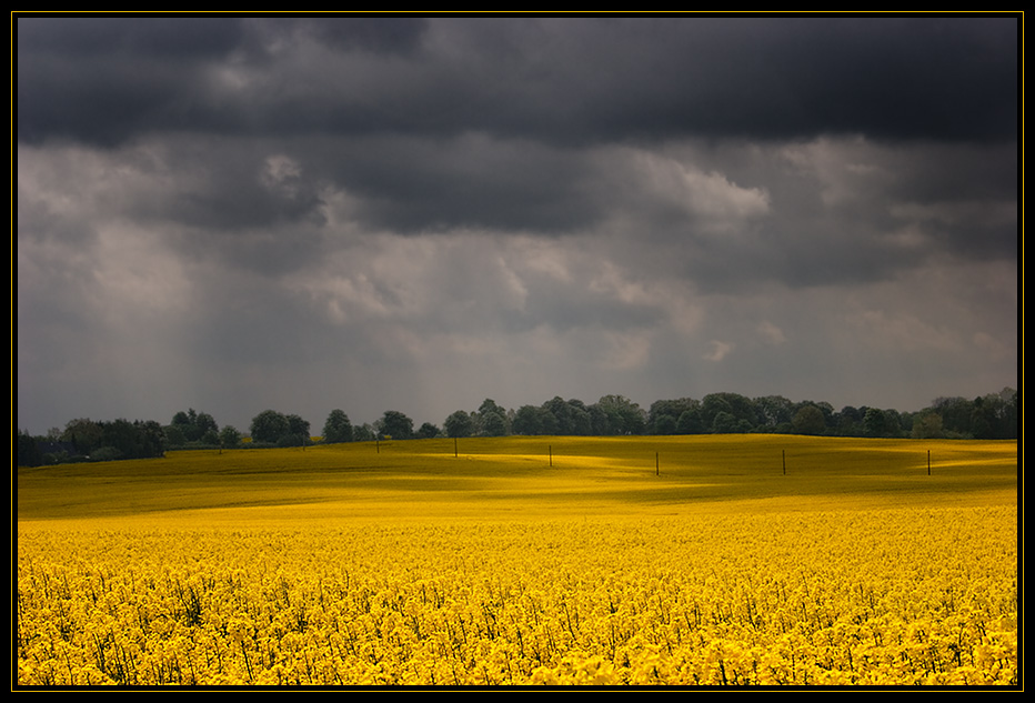 Gewitterstimmung über Rapsfeld