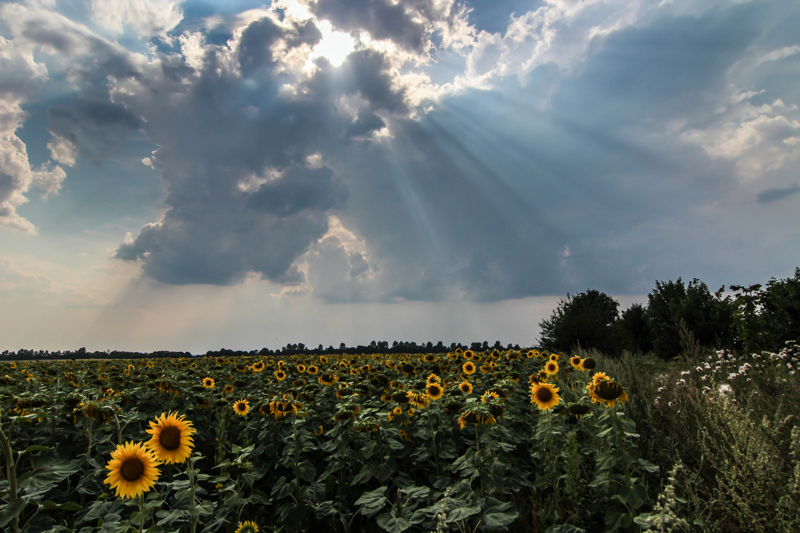 Gewitterstimmung übern Sonnenblumenfeld