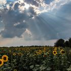 Gewitterstimmung übern Sonnenblumenfeld