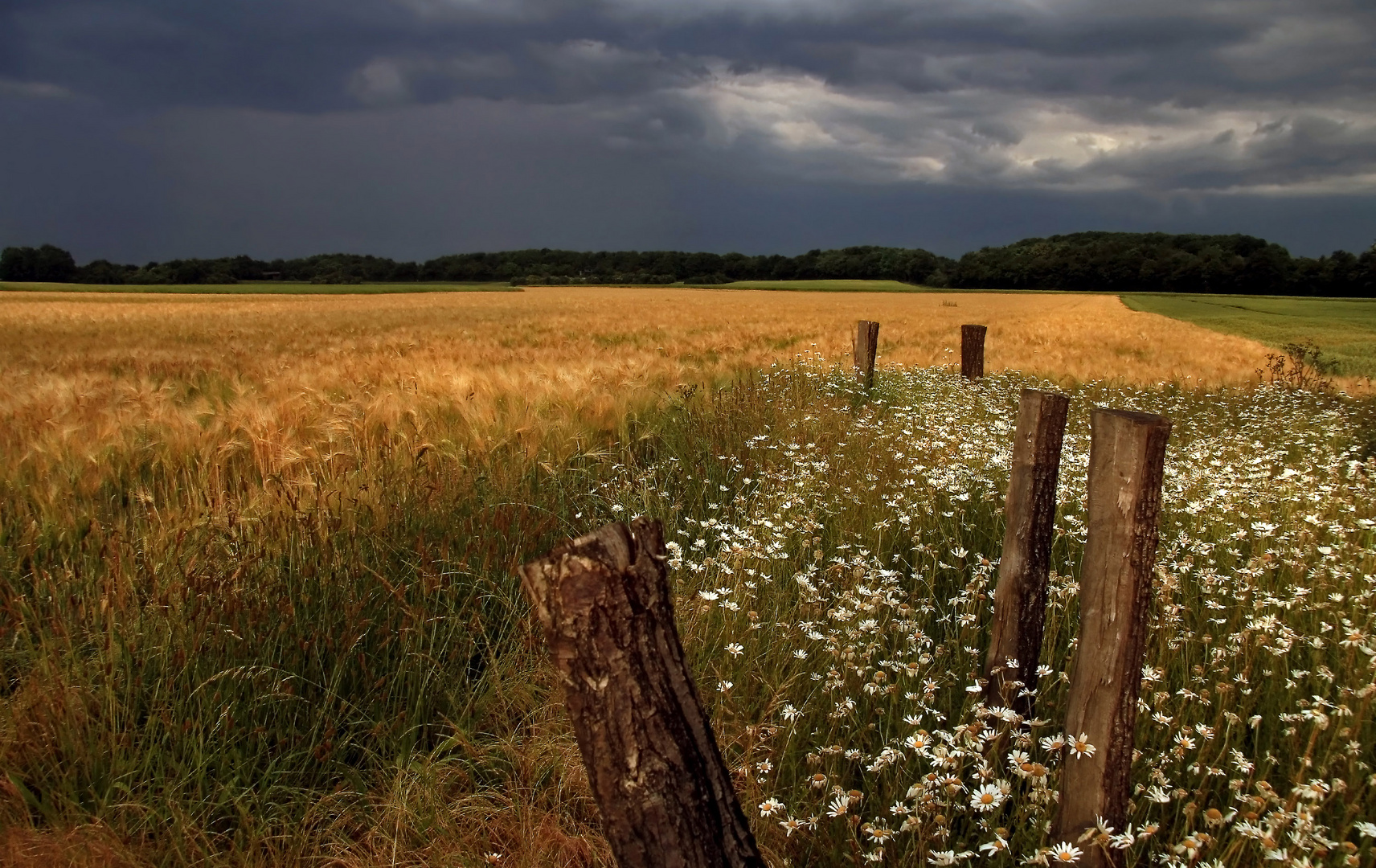 Gewitterstimmung und Gerstenfeld