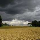 Gewitterwolken über Getreidefeld